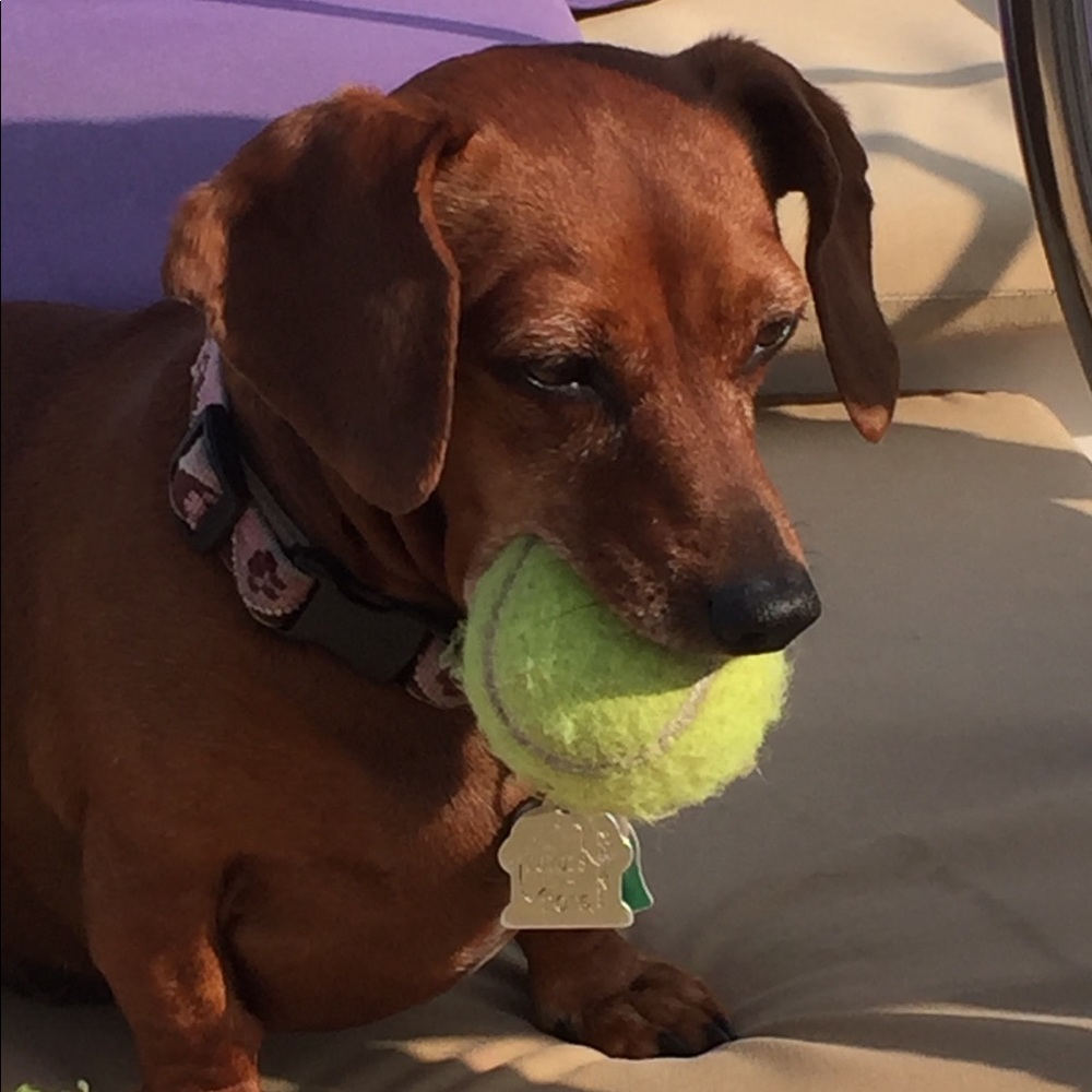 Fur babies - Picture 6 of 7